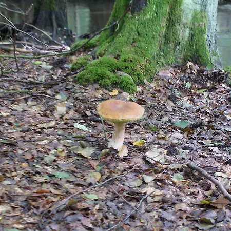 Tawerna Panorama Stepnica