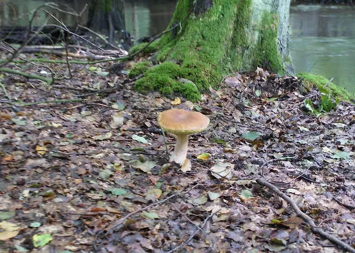 Tawerna Panorama Stepnica