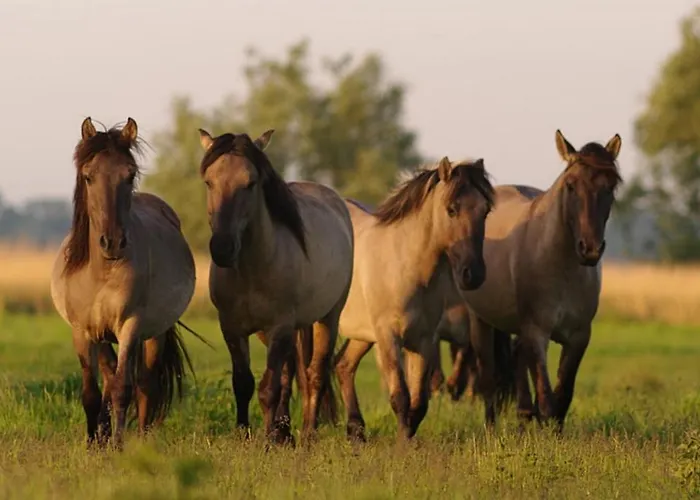 Tawerna Panorama Stepnica